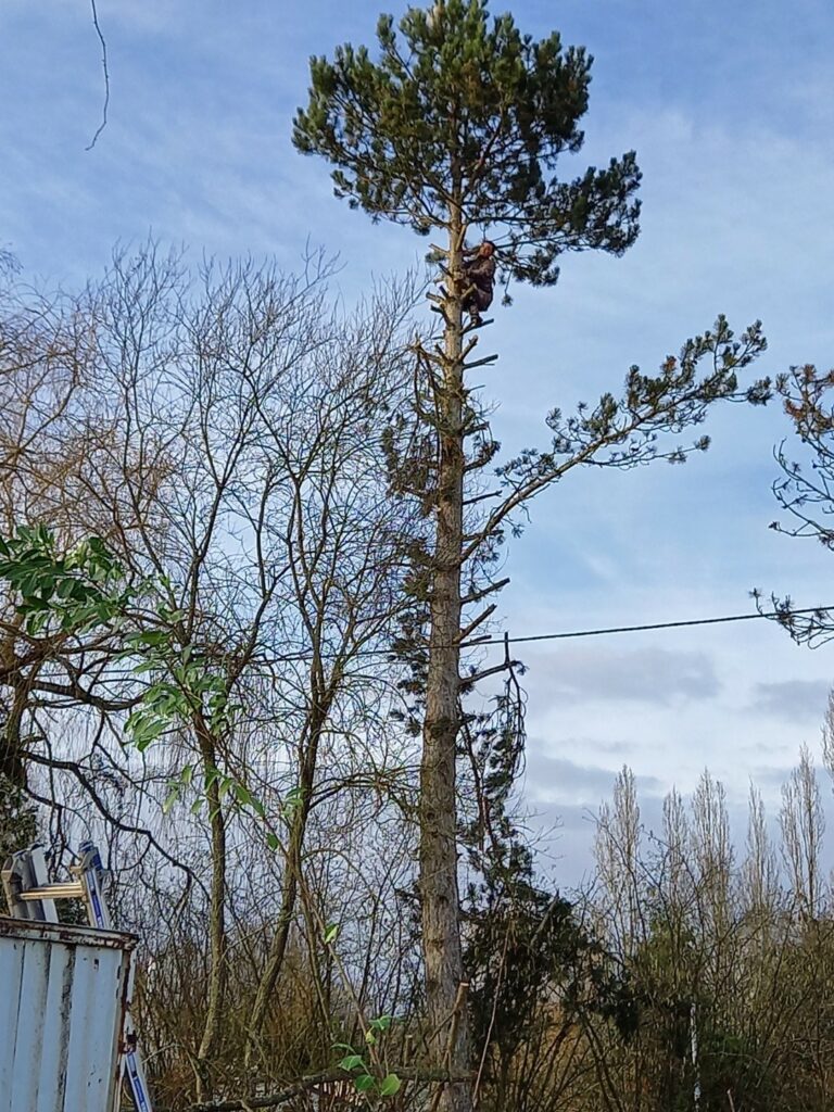 JEAN FRANCOIS HOCHARD ELAGAGE Paysagiste Mordelles Realisations 9